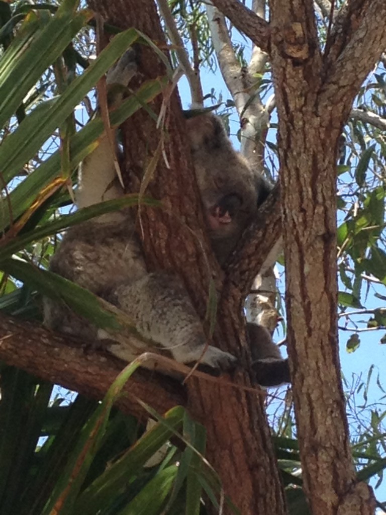 A koala in the wild - a rare sight!