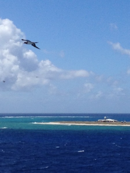 Another bird.  The Island attracts a lot of Boobys and 