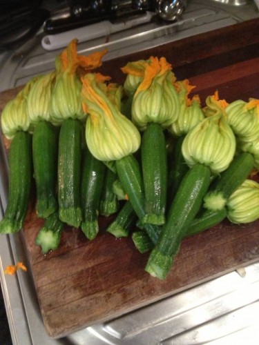 Fresh Zucchini Flowers from the Farmers' Market