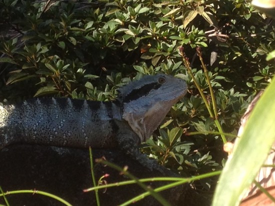 A water dragon beside the pool