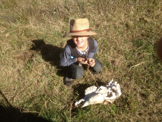 Absolutely essential to get right in close to inspect this cow's skull