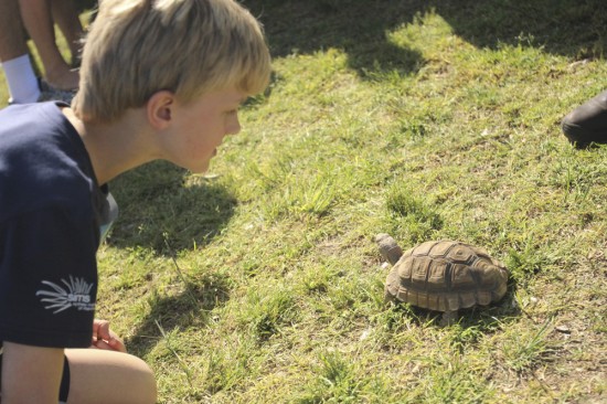 Taronga Zoo supplied some animals for the children - here's a 30-year old tortoise