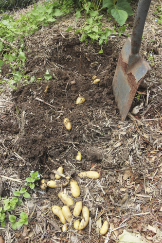 Digging up the potatoes