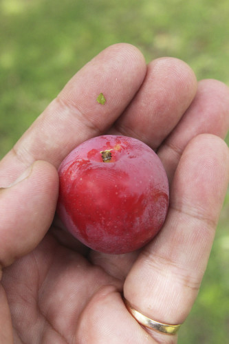 An organic plum