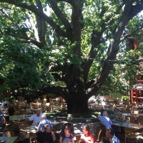 The Oaks, oak tree 