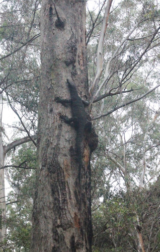You're not in the Australian bush unless you come across a monstrous goanna 
