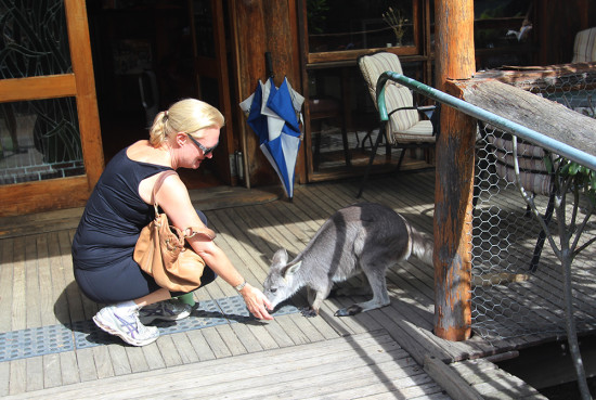 Patting a wallaby at the entrance of the cafe