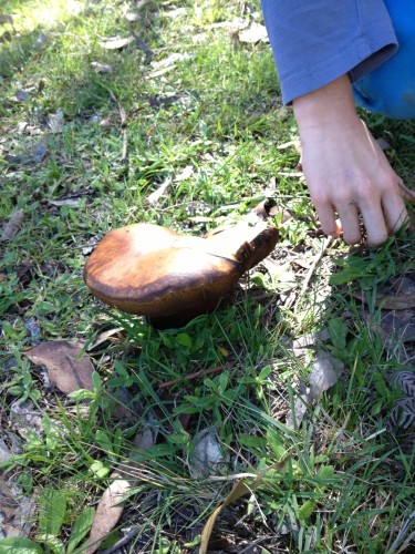 Alfie finds a mushroom