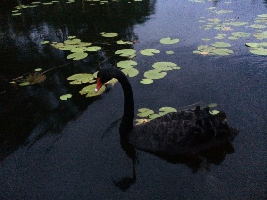 There are lots of birds on the lake like this black swan