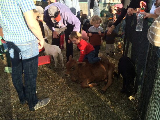 A little boy being too enthusiastic in the petting zoo