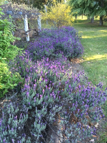 Keeping lavender around your home is said to keep away the blowflies 
