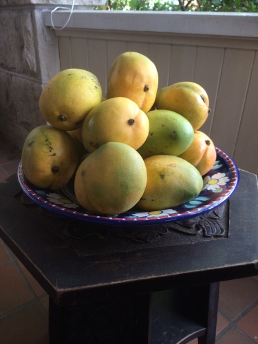Kensington Pride mangoes