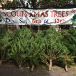 Scouts’ Christmas Trees