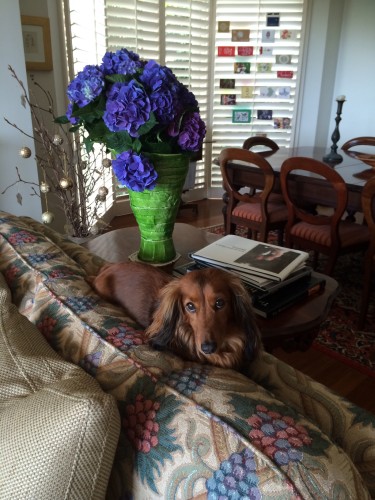 Beautiful hydrangeas and Elsie likes to sit on the top of the couch