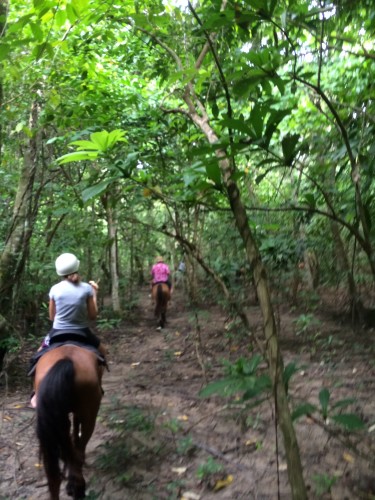 A ride through the rainforest 