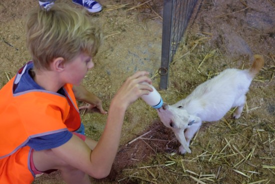 Feeding a baby goat