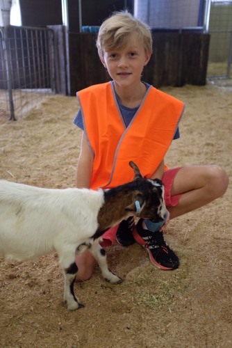 Feeding a goat 