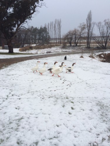 The geese don't seem to mind the cold