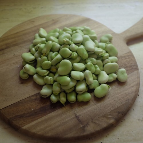 Shelled broad (flava) beans