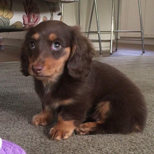 Coco at 10 weeks