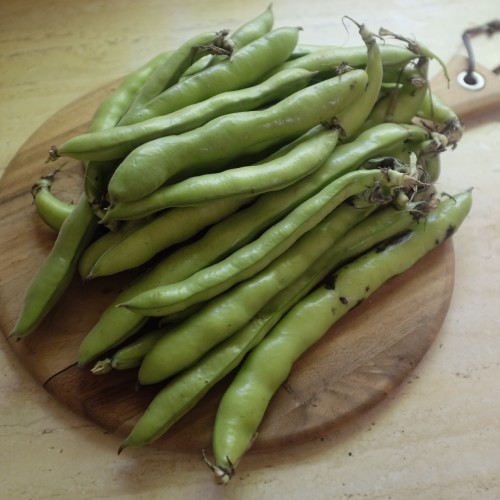 Broad (flava) beans
