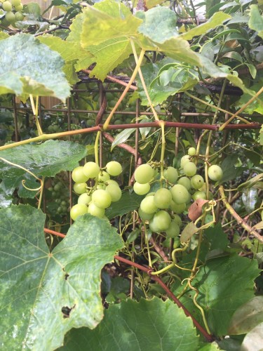 Growing grapes along a dividing fence 