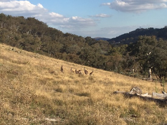 Spot the kangaroos at Red Hill in Canberra 